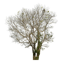 tree isolated on transparent background with clipping path, single tree with clipping path and alpha channel.