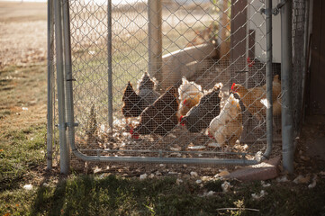 chickens in a fenced in coop - obrazy, fototapety, plakaty