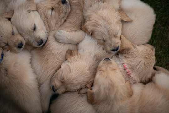golden retriever puppies snuggling together, from above