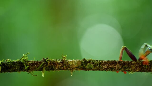 Red-eyed Leaf Frog (Agalychnis callidryas) - stock video