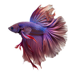 siamese fighting fish on a transparent background For decorating projects easily. generative AI