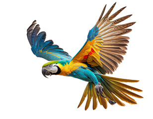 blue and yellow macaw on a transparent background For decorating projects easily. generative AI
