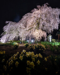 茨城県水戸市　安国寺の満開の枝垂れ桜