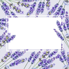 Lavender watercolor square frame. botanical floral illustration