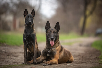 Belgian Shepherd Malinois puppy