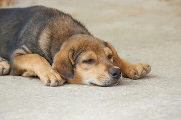 Capture the irresistible cuteness of an adorable puppy lying on the ground. Perfect for pet-related designs, animal welfare campaigns, and more.