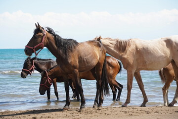 Horses and stallions walk on the beach.