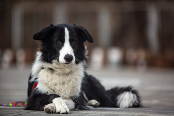 border collie puppy