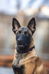 Naklejka premium Belgian Shepherd puppy in a collar