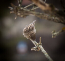 Fototapeta premium Spring birds feeding close to the civilization and the city
