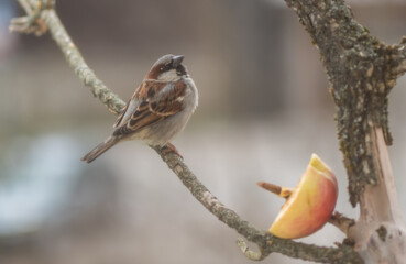 Spring birds feeding close to the civilization and the city
