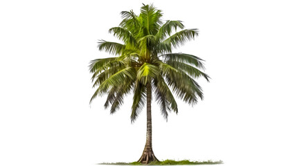 coconut tree PNG. coconut tree isolated on blank background PNG