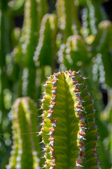 View on the needles and spikes of plant Euphorbia Echinus