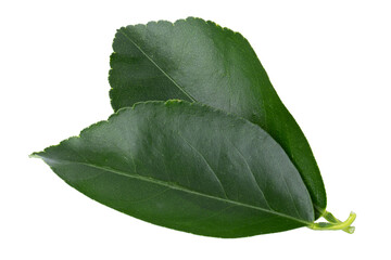 Green leaves orange isolated on a transparent background