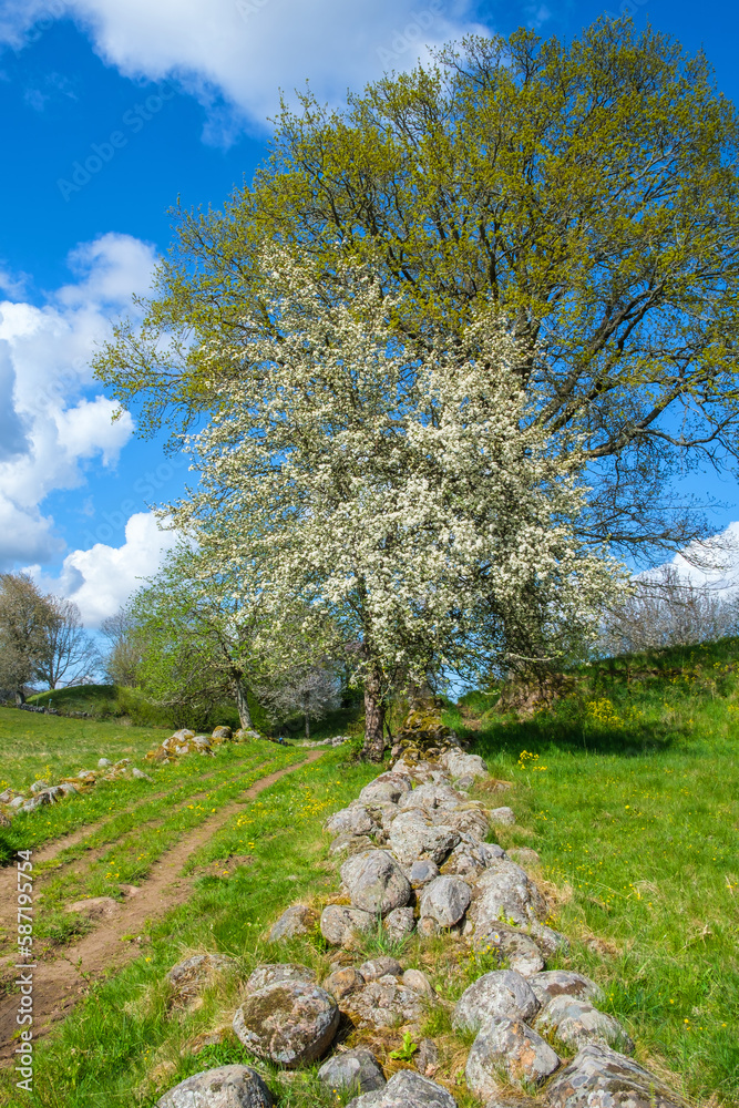 Wall mural Flowering fruit tree at a dirt road in a rural landscape