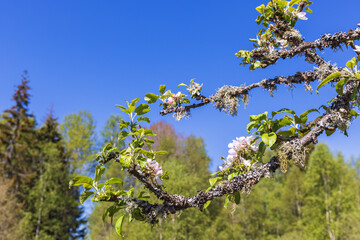 Sunny day with a flowering apple tree