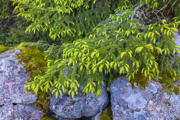 Spruce tree branch by a stone wall