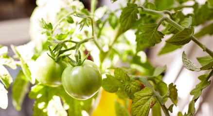 Tomato grows in a greenhouse. Growing fresh vegetables in a greenhouse
