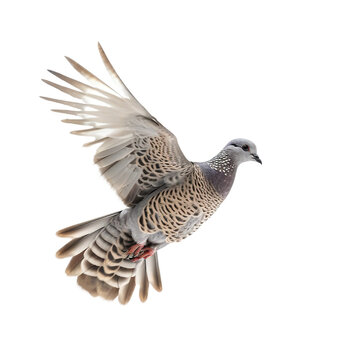 flying pegion isolated on background