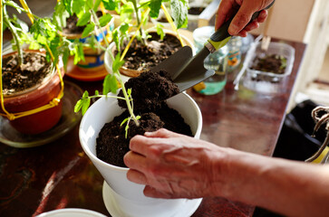 Old man gardening in home greenhouse. Men's hands planting tomato seedlings in the soil, selective focus. Planting and gardening at springtime