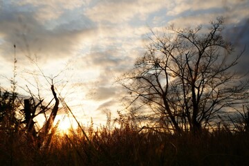狭山湖、湖、所沢市、入間、埼玉、日本、自然、風景、11月、秋、夕方、夕景、すすき、日没、空、雲、景色、木、景観、眺め、広い、東屋、橋、