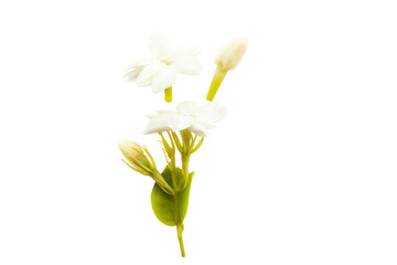 white flowers jasmine local flora of asia arrangement flat lay postcard style 