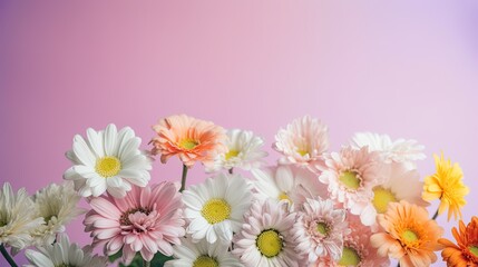 Naklejka na ściany i meble Fresh and delicate daisies on a pastel background, vibrant and colorful. Aesthetic and elegant floral composition. Generative AI