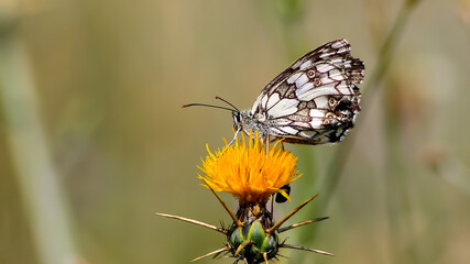 butterfly on flower macro photo