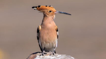 Eurasian hoopoe bird on a rock ( Upupa epops ) © Birol Dincer 