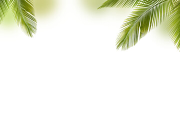 green palm tree leaves isolated on white background