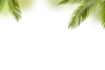 green palm tree leaves isolated on white background