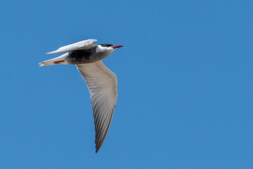 Whiskered tern flying in the sky
