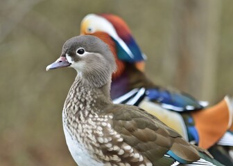 Mandarinente Pärchen (Aix galericulata)