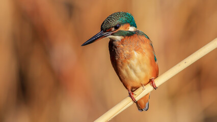 Common kingfisher waiting a fish near the river