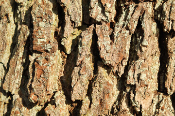 naturalna tapeta kora drzewa liściastego 