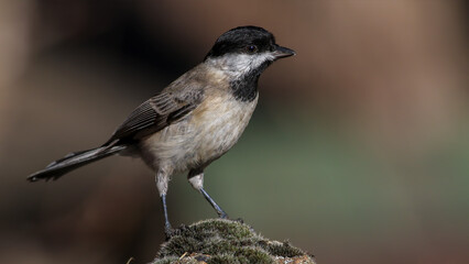 Sombre Tit on a branch