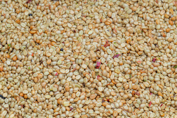 Coffee beans in the fermentation and washing process, dry raw coffee beans.