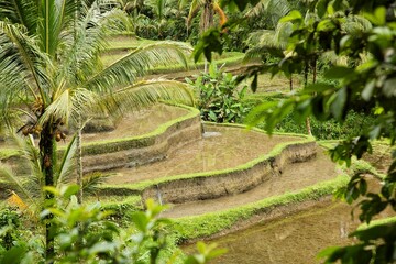 Panoramic view over the tropical Tegalalang rice terraces of Ubud in Bali, Indonesia, surrounded by palm trees.