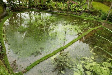 A rice pool in which the palm trees are reflected at the tropical Tegalalang rice terraces of Ubud on Bali, Indonesia, surrounded by palm trees.