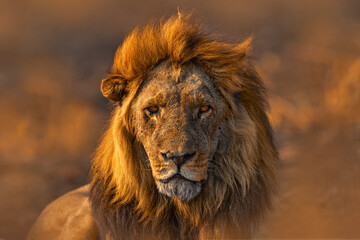 Africa lion, male. Botswana wildlife. Lion, fire burned destroyed savannah. Animal in fire burnt...