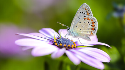 butterfly on the flower in nature macro photo