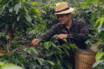 Organic arabica coffee with farmer collecting on farm harvesting berries Robusta and arabica coffee with farmer's hand, worker harvesting berries, arabica coffee, crop harvest concept