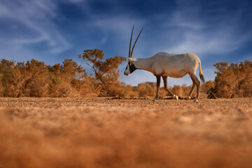 Nature Jordan, Arabia nature.  Arabian oryx or white oryx, Oryx leucoryx, antelope with a distinct shoulder bump, Evening light in nature. Animal in the nature habitat, Shaumari reserve, Travel Jordan
