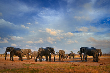 Naklejka premium Elepahnt herd group near the water hole, blue sky with clouds. African elephant, Savuti, Chobe NP in Botswana. Wildlife scene from nature, elephant in habitat, Africa.