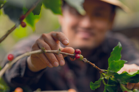 Asian man in hat picking coffee beans