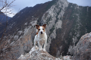 dog in the mountains. brave Jack Russell Terrier stands on a rock. Travel pet, hiking