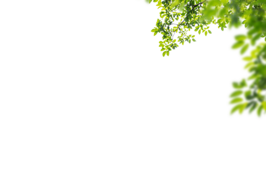 Botany natural green leaves isolated on white background png 