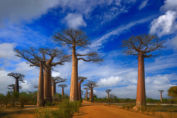 Fototapeta na wymiar Alley of the Baobabs landscape from Madagascar. Most famous tipical place L'allée des baobab, gravel road with sunny day with big old trees with blue sky a adn white clouds. Nature near Morondawa.