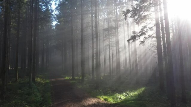 sun rays shine through the morning fog in the forest with forest path, drone photography,