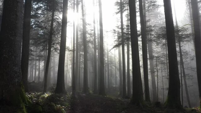 sun rays shine through the morning fog in the forest with forest path, drone photography,